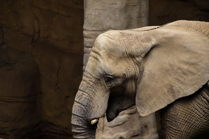 Big Five Safaris