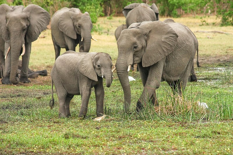 Elephant in Maasai Mara National Reserve