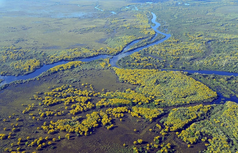 Jaguar in the Pantanal
